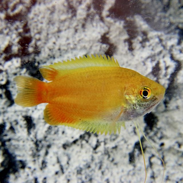Colisa chuna   Honinggourami goud L